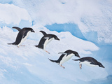 Adelie Penguins, Paulet Island, Antartica, Antarctic Photographic Print by Hugh Rose