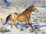 Horse Running, Shell, Wyoming, USA Photographic Print by Terry Eggers