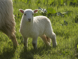 Lamb, Wales, United Kingdom Photographic Print by David Wall