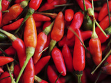 Hot Chili, Semporna, Borneo, Malaysia Photographic Print by Anthony Asael