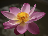 Lotus Bloom, Nyuh Kuning Village, Ubud, Bali, Indonesia Photographie par Alida Latham