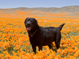 Black Labrador Retriever Standing in a Field of Poppies at Antelope Valley, California, USA Photographic Print by Zandria Muench Beraldo