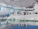 Adelie Penguins, Devil Island, Antartica, Antarctic Photographic Print by Hugh Rose