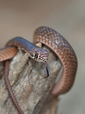 Juvenile Eastern Coachwhip, Boykin Springs, Texas, USA Photographic Print by Dave Welling
