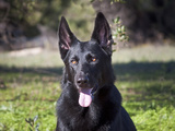 Portrait of a German Shepherd Sitting in a Green Field Photographic Print by Zandria Muench Beraldo
