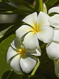 Frangipani Flowers (Plumeria), Nadi, Viti Levu, Fiji, South Pacific Photographic Print by David Wall