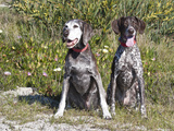 Two German Shorthaired Pointers Sitting Together in the Sand Surrounded by Ice Plants Photographic Print by Zandria Muench Beraldo