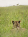 Lion Hiding in the Grass Waiting to Pounce on Topi, Maasai Mara National Reserve, Kenya Photographic Print by Keren Su