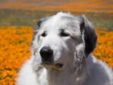 Great Pyrenees Standing in Field of Wild Poppy Flowers, Antelope Valley, California, USA Photographic Print by Zandria Muench Beraldo