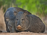 Wild Javelinas, Santa Clara Ranch, Texas, USA Photographic Print by Dave Welling