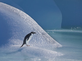 Adelie Penguin, Devil Island, Antartica, Antarctic Photographic Print by Hugh Rose