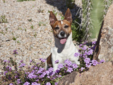 A Jack Russell Terrier Sitting Behind Some Purple Flowers in Desert Garden Photographic Print by Zandria Muench Beraldo