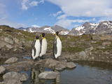 Penguins, Nigu River, Alaska, USA Photographic Print by Hugh Rose