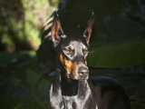 A Doberman Pinscher Standing in a Sunny Spot Very Intent on Something, California, USA Photographic Print by Zandria Muench Beraldo