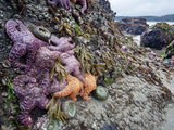 Low Tide at Point of Arches, Olympic National Park, Washington, USA Photographic Print by Gary Luhm