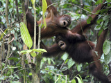 Orangutan, Sepilok, Borneo, Malaysia Photographie par Anthony Asael