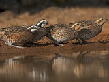 Northern Bobwhites, Santa Clara Ranch, Texas, USA Photographie par Dave Welling
