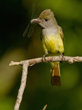 Great Crested Flycatcher, Pennsylvania, USA Photographie par Joe & Mary Ann McDonald