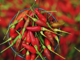 Hot Chili, Semporna, Borneo, Malaysia Photographic Print by Anthony Asael