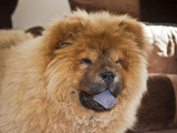 A Chow Chow Puppy Standing Indoors with Tan Background Photographic Print by Zandria Muench Beraldo