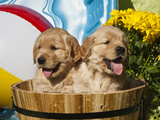 Two Golden Retriever Puppies Sitting in a Wooden Pail with a Beach Ball and Yellow Flowers Photographic Print by Zandria Muench Beraldo