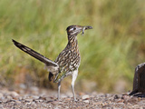 Greater Roadrunner, Texas, USA Photographic Print by Larry Ditto