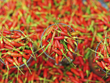 Hot Chili, Semporna, Borneo, Malaysia Photographie par Anthony Asael