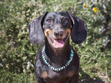 A Dachshund Smiling with Turquoise Collar On, California, USA Photographic Print by Zandria Muench Beraldo