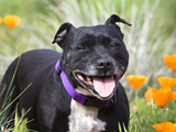 Staffordshire Bull Terrier Standing in a Field of Wild Poppy Flowers, California, USA Photographic Print by Zandria Muench Beraldo