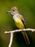Great Crested Flycatcher Myiarchus Crinitus Central Pennsylvania Photographie par David Northcott