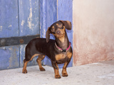 A Dachshund Puppy Standing in a Colorful Doorway with a Pink Bling Collar On, California, USA Photographic Print by Zandria Muench Beraldo