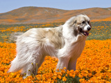 A Great Pyrenees Standing in a Field of Wild Poppy Flowers in Antelope Valley, California, USA Photographic Print by Zandria Muench Beraldo