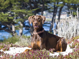 A Doberman Pinscher Lying in the White Sands of Carmel Beach, California, USA Photographic Print by Zandria Muench Beraldo