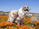 A Great Pyrenees Standing in a Field of Wild Poppies at Antelope Valley in California, USA Photographic Print by Zandria Muench Beraldo