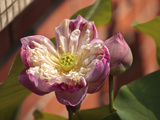 Lotus Flower, Penang, Malaysia Photographic Print by Alida Latham