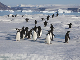 Adelie Penguins, Devil Island, Antartica, Antarctic Photographic Print by Hugh Rose
