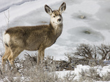 Mule Deer in Grand Teton National Park, Wyoming, USA Photographic Print by Tom Norring
