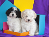 Two Havanese Puppies Sitting Together Surrounded by Colors, California, USA Photographic Print by Zandria Muench Beraldo