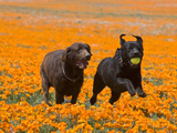 Two Labrador Retrievers Running and Playing Chase in Poppies at Antelope Valley, California, USA Photographic Print by Zandria Muench Beraldo