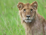 Lion in the Grass, Maasai Mara National Reserve, Kenya Photographic Print by Keren Su