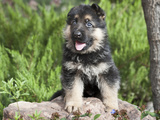 German Shepherd Puppy Sitting on a Rock Next to a Tree Trunk Photographic Print by Zandria Muench Beraldo