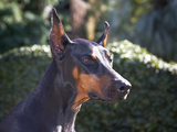 Portrait of a Doberman Pinscher with a Green Background and Early Morning Light, California, USA Photographic Print by Zandria Muench Beraldo