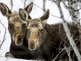 Moose at Grand Teton National Park, Wyoming, USA Photographic Print by Tom Norring