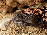 Gila Monster Heloderma Horridum Native to the South Western United States of America Photographic Print by David Northcott