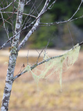 Moss on Tree, Mount Rainier National Park, Washington, USA Photographic Print by Tom Norring