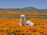 Two Great Pyrenees Together in a Field of Wild Poppy Flowers at Antelope Valley in California, USA Photographic Print by Zandria Muench Beraldo