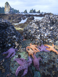 Low Tide at Point of Arches, Olympic National Park, Washington, USA Photographic Print by Gary Luhm