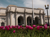 Tulips by Union Station, Washington DC, USA, District of Columbia Photographic Print by Lee Foster