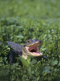 Juvenile American Alligator, Sabine National Wildlife Refuge, Louisiana, USA Photographic Print by Dave Welling