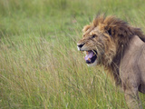 Lion on the Savannah, Maasai Mara National Reserve, Kenya Photographic Print by Keren Su